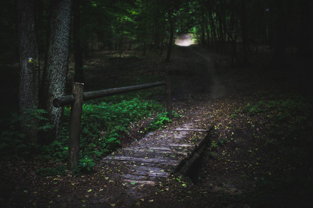 dark_forest_bridge